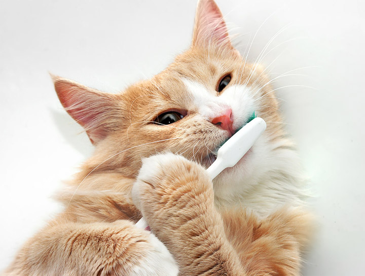 Take 10% Off Your Pet's Dental Cleaning This February