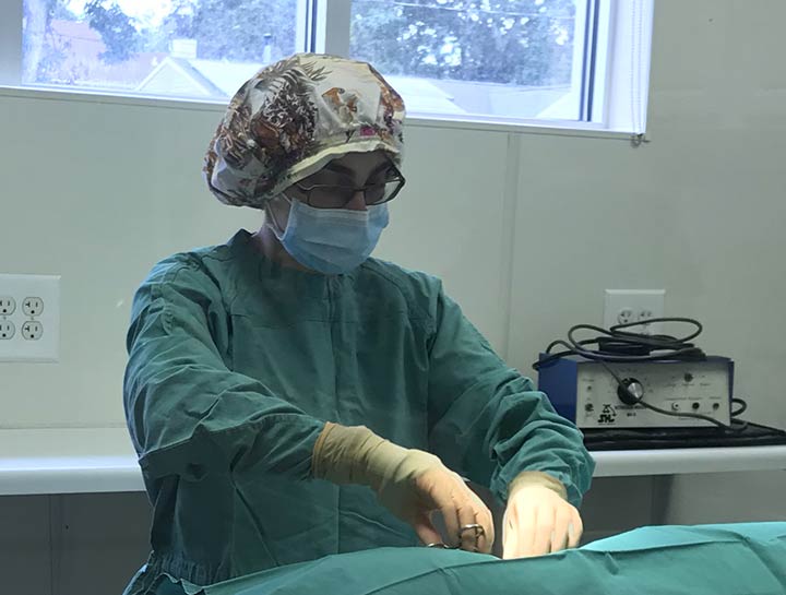 Soft Tissue Surgery Veterinary Surgeons